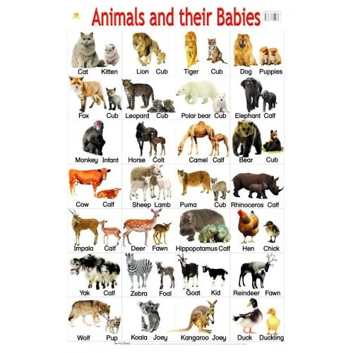 POSTER LARGE ANIMALS & BABIES